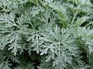 Wormwood ενάντια στα σκουλήκια