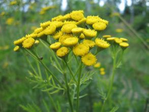 Tansy για την απομάκρυνση των παρασίτων από το σώμα